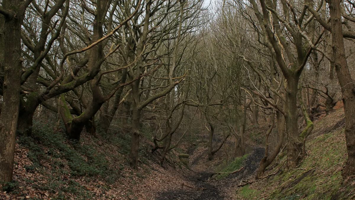 Woodland bridleway near Middleton, Leeds in Middleton, Leeds