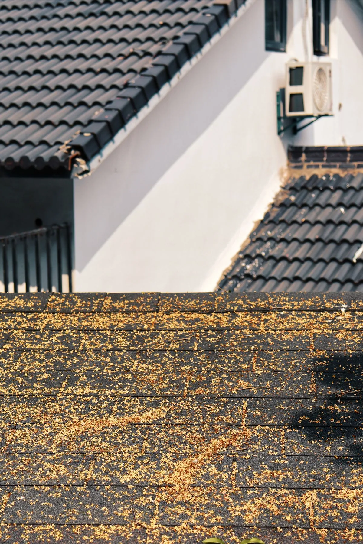 Autumn leaves gathered on a house roof